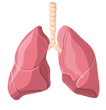 Lungs