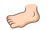 Foot