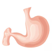 Stomach