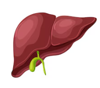 Liver