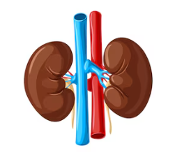 Kidneys