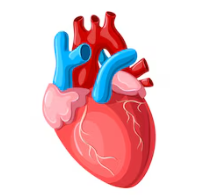Heart
