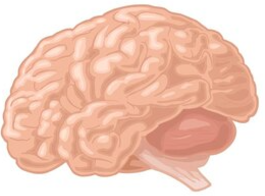 Brain
